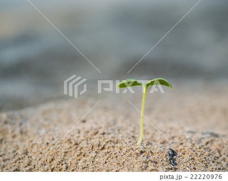 Small green plants 22220976