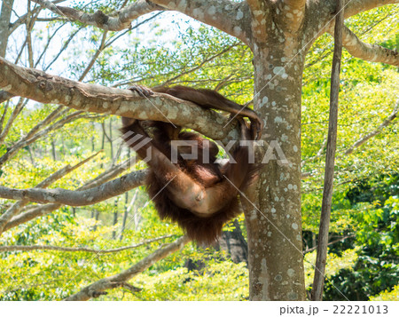 Young orangutan 22221013