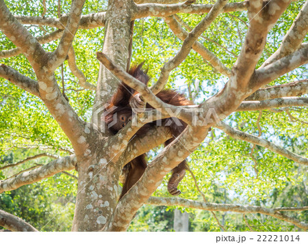Young orangutan 22221014