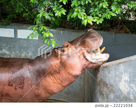 Mouth-opened Hippopotamus Mouth-opened Hippopotamus 22221038