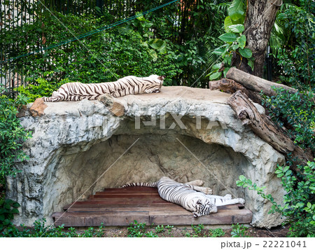 White Tigers sleeping White Tigers sleeping 22221041