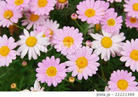 マーガレット 白 桃色 の写真素材
