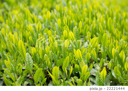 日本茶の茶葉　新芽　新茶 22221444