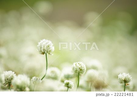 クローバー 22221481