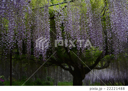 百毫寺_九尺藤 百毫寺_九尺藤 22221488