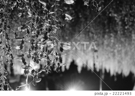 百毫寺_九尺藤 22221493