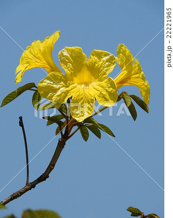 ブラジルの国花 イぺ の写真素材