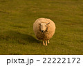 羊 22222172