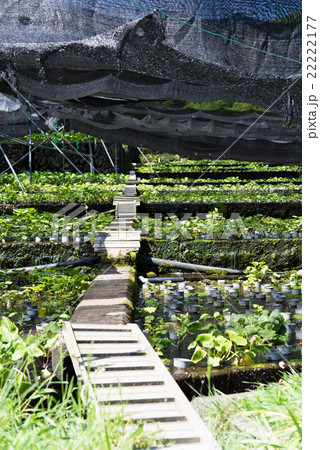 ワサビ田  22222177