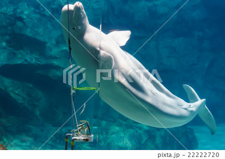 ベルーガ 22222720