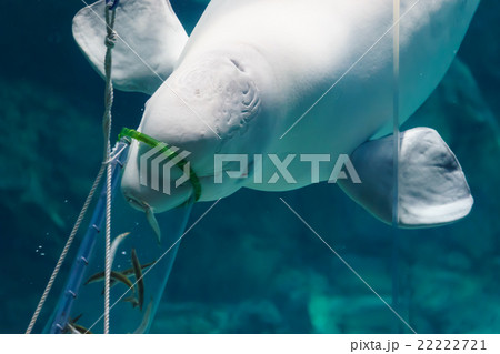 ベルーガ ベルーガ 22222721