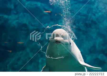 ベルーガ ベルーガ 22222722