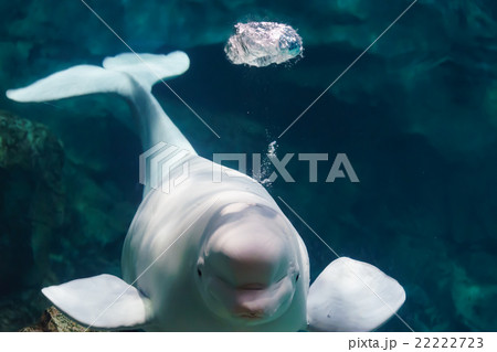 ベルーガ ベルーガ 22222723