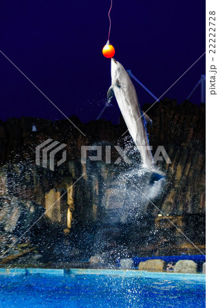 イルカショー 22222728