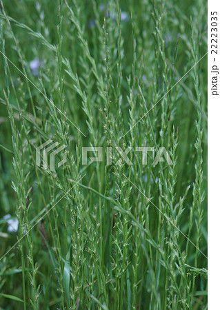 鼠麦ネズミムギ 牧草として輸入されたそうです。 鼠麦ネズミムギ 牧草として輸入されたそうです。 22223035