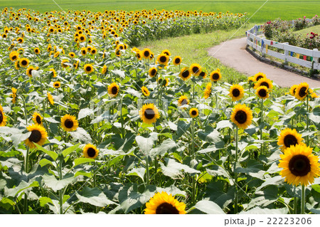 ひまわり畑 22223206