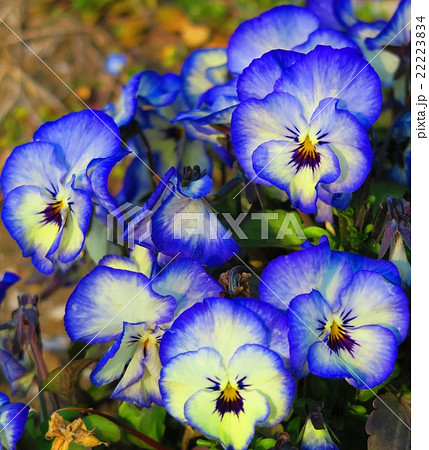 青いパンジーの花の写真素材
