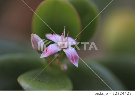 金のなる木の花 22224425
