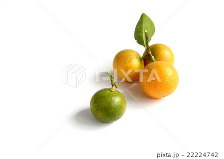 Kumquat on white background 22224742