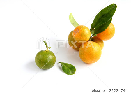Kumquat on white background 22224744