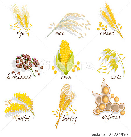 Cereals Icon Set 22224950