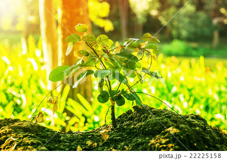 Plants that occur in the wild. 22225158