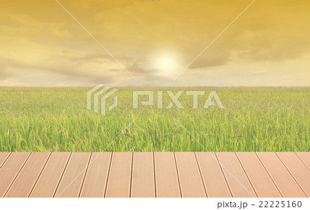 Rice fields 22225160