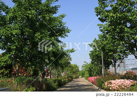 春の遊歩道 22226494