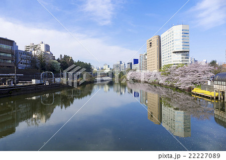 東京の桜名所 外濠公園 市ヶ谷 新宿区 ソメイヨシノ 満開の写真素材