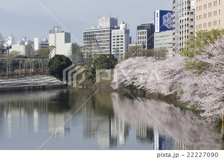 東京の桜名所 外濠公園 市ヶ谷 新宿区 ソメイヨシノ 満開の写真素材