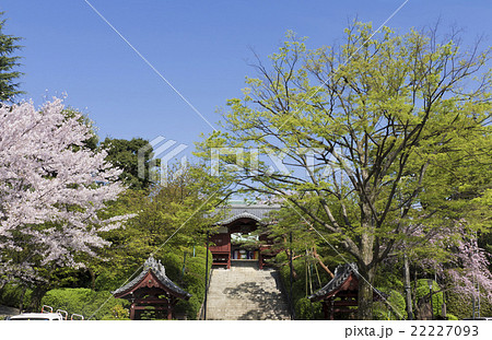 東京の桜名所 護国寺 桜 染井吉野 満開 新緑の樹々の写真素材