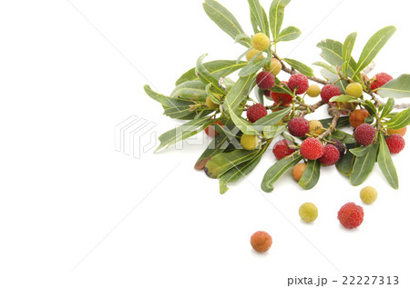 ヤマモモ 22227313