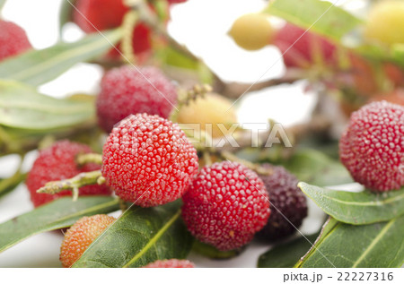 ヤマモモ 22227316