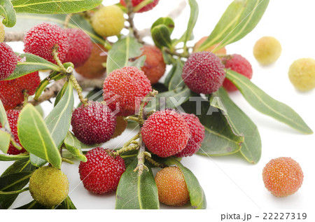 ヤマモモ 22227319