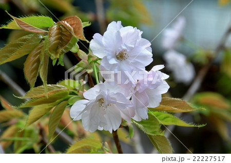 美しい楊貴妃桜 22227517