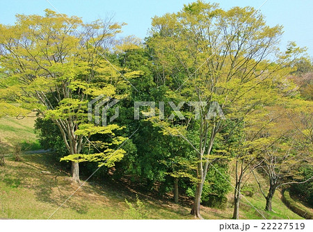 新緑の森林公園 22227519
