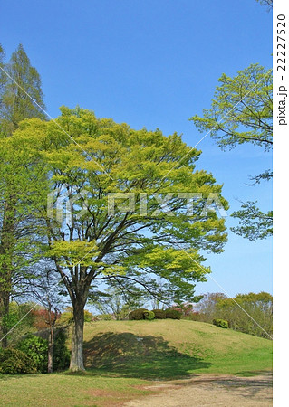 新緑の森林公園 22227520