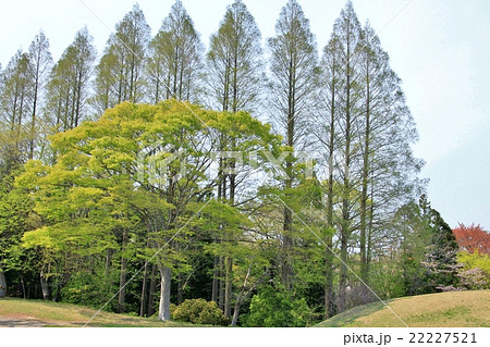 新緑の森林公園 22227521