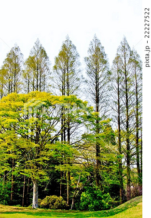 新緑の森林公園 22227522
