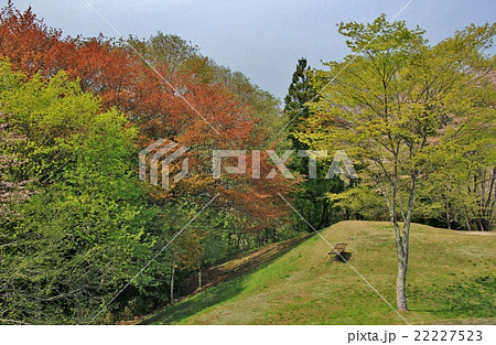 新緑の森林公園 22227523