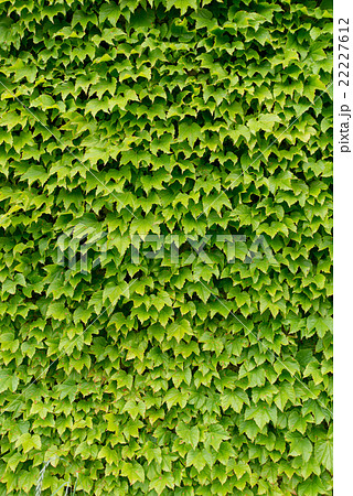 テクスチャー 塀 ウォール　アイビー　エコ　緑化　黄緑 22227612