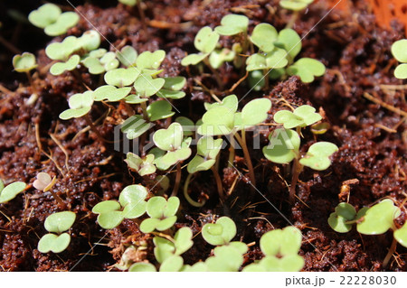 クレソンの新芽の写真素材 クレソンの新芽の写真素材