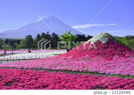 富士芝桜まつり 富士芝桜まつり 22228490
