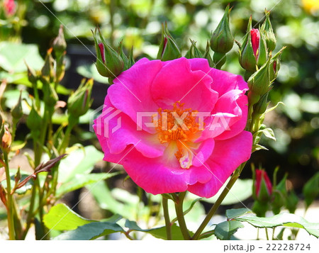 バラ　（薔薇） 22228724