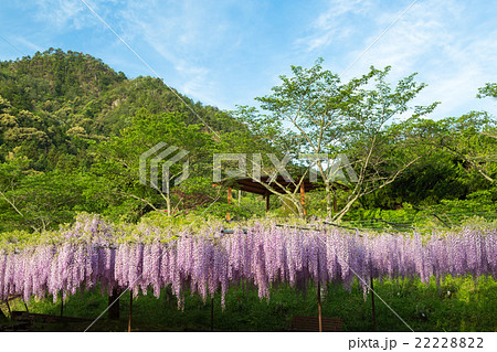 白毫寺 九尺ふじ 22228822