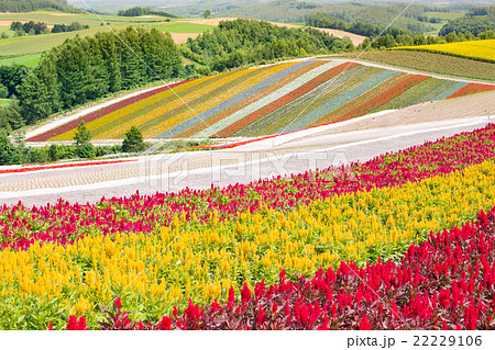 北海道・美瑛・四季彩の丘・8月の写真素材 [22229106] - PIXTA
