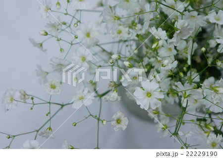 カスミソウ 22229190