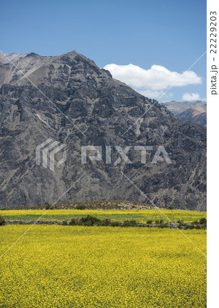 Canyon of the Colca River in southern Peru 22229203