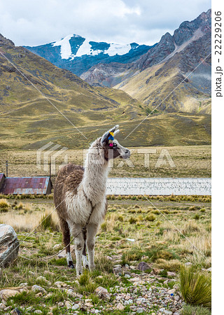 Alpaca in the tourist spot of Sacred Valley Alpaca in the tourist spot of Sacred Valley 22229206