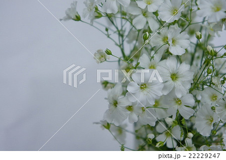 カスミソウ 22229247